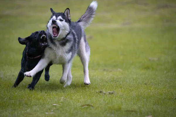 Egy Husky Egy Fekete Kutya Harcol Réten — Stock Fotó