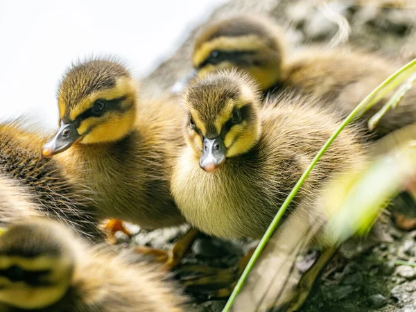 Primer Plano Las Crías Pato Con Pico Punto Oriental Sobre — Foto de Stock