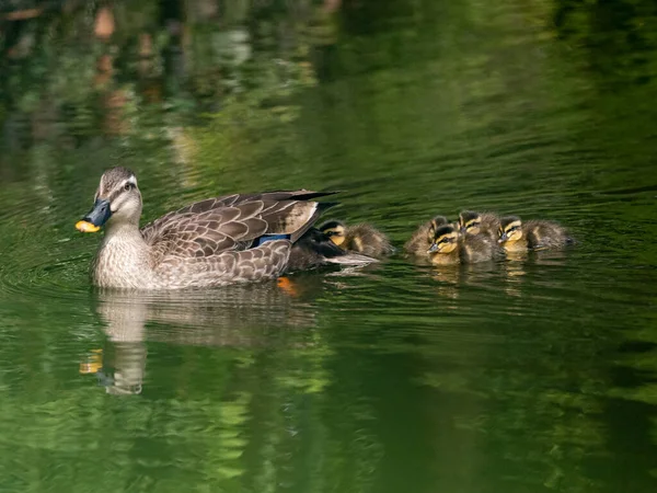 Primer Plano Pato Pico Oriental Nadando Con Sus Crías — Foto de Stock