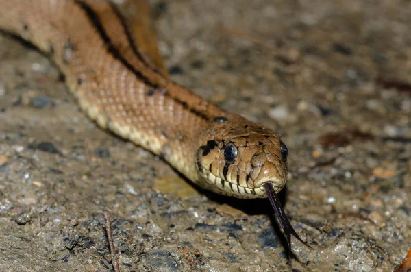 Escalera Serpiente Primer Plano Con Lengua Fuera —  Fotos de Stock