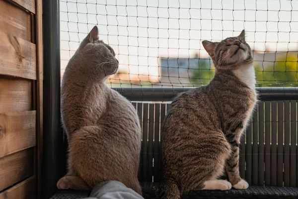 一只英国短毛猫和一只瞎眼猫在猫网前面的阳台上目不转睛地看着 — 图库照片