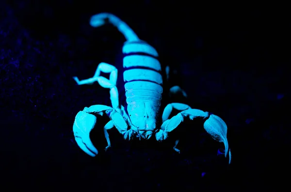 Escorpión Negro Con Patas Amarillas Cerca Con Luz Ultravioleta —  Fotos de Stock