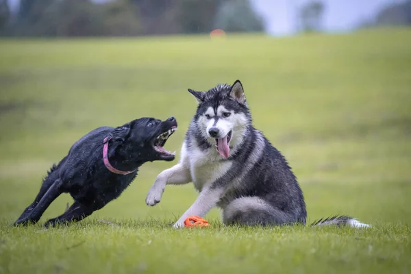 Хаски Чёрная Собака Играют Лугу — стоковое фото