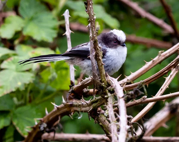 Long Tailed Tit Bird Branch Tree — Foto Stock