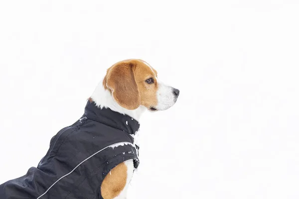 Giovane Cane Tricolore Beagle Che Gode Una Passeggiata Sulla Neve — Foto Stock