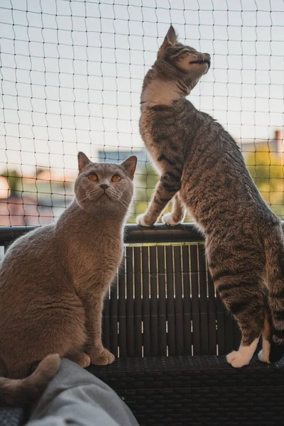一只英国短毛猫和一只瞎眼猫在猫网前面的阳台上目不转睛地看着 — 图库照片