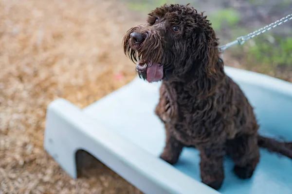 Closeup Shot Cute Brown Dog Standing Slide — Stock Photo, Image