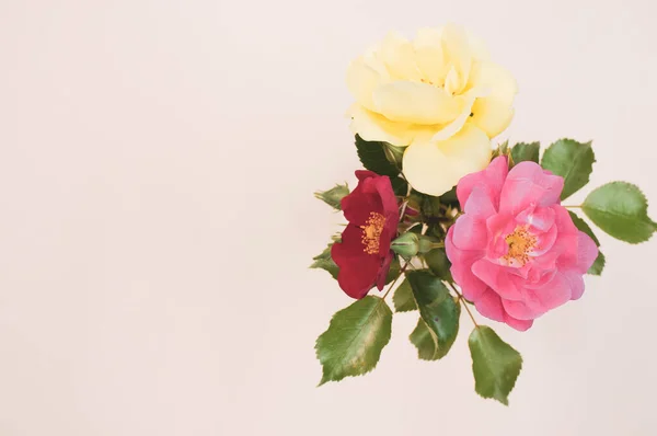Trzy Kwiaty Różnych Kolorach Przezroczystej Szklanej Wazonie Białej Powierzchni — Zdjęcie stockowe