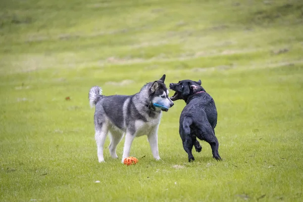 牧草地で遊んでいるハスキーと黒犬 — ストック写真