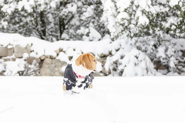 Молодий Триколор Бігль Любив Гуляти Снігу Одягаючи Чорне Пальто Холоду — стокове фото
