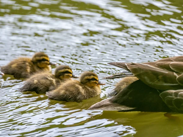 Närbild Bild Avkommor Till Eastern Spot Billed Anka Suddig Bakgrund — Stockfoto