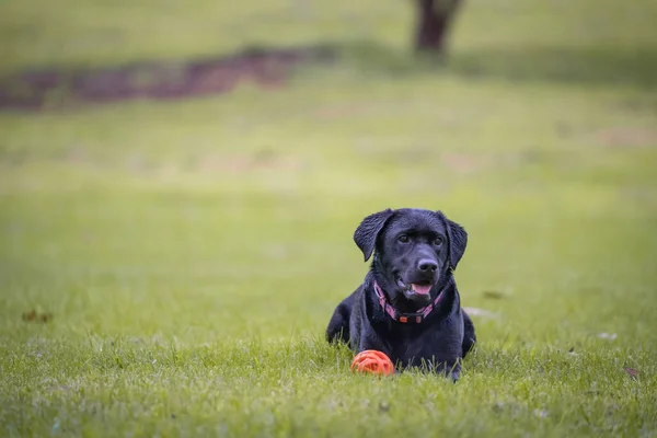 Een Schattige Zwarte Hond Liggend Een Weide — Stockfoto