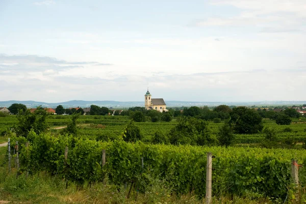 Blick Auf Die Kirche Des Dorfes Oggau Hinter Weinbergen Burgenland — Stockfoto