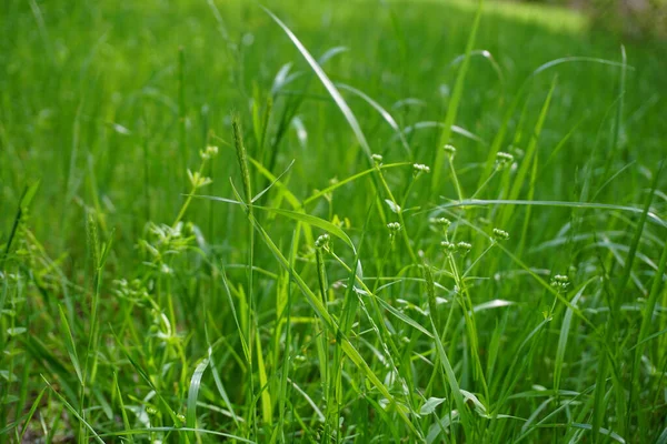 Closeup Shot Bright Green Grass Field — Stock Photo, Image