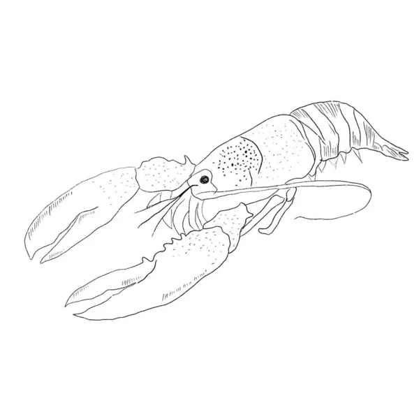 Sebuah Ilustrasi Sederhana Dari Lobster Latar Belakang Putih — Stok Foto