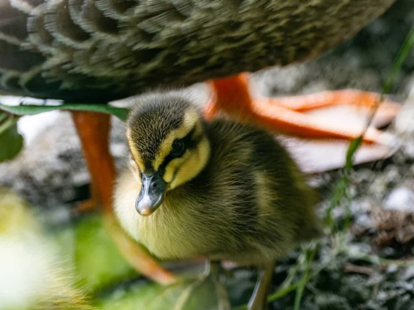 Eine Nahaufnahme Von Einem Nachkommen Einer Eastern Spot Billing Ente — Stockfoto