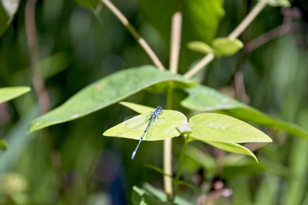 Closeup Shot Dragonfly Perched Leaf — Stock Photo, Image