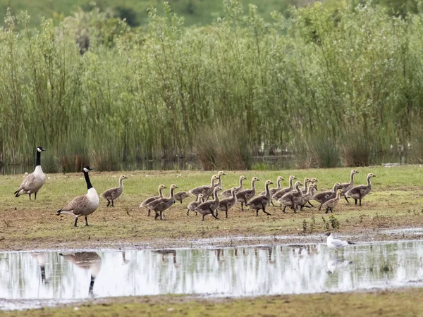 Grupo Gansos Junto Estanque Una Granja — Foto de Stock