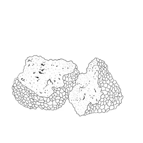 Illustration Verticale Une Truffe Sur Fond Blanc — Photo