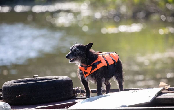A trained search and rescue dog with a protective vest by the river