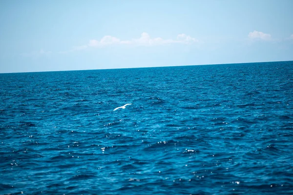 Beau Cliché Une Mouette Volant Dessus Mer Bleu Vif Près — Photo