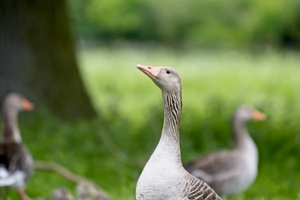 英国ノリッジのホークハム ホール近くの牧草地で鳥肌が立つ — ストック写真