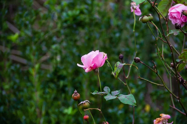 Крупный План Маленьких Розовых Цветущих Роз — стоковое фото