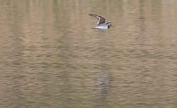 Une Sterne Commune Survolant Lac — Photo