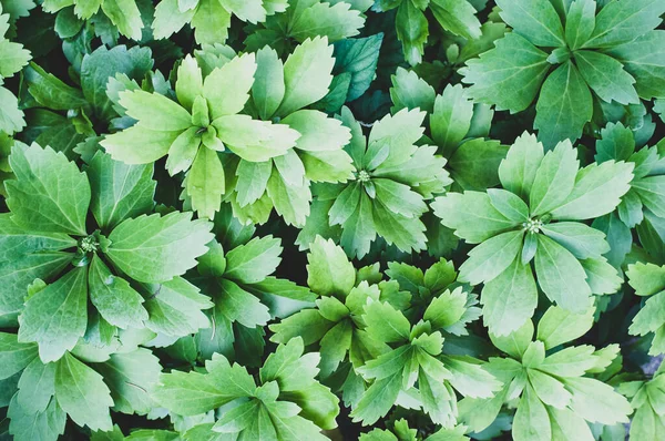 Una Vista Superior Una Planta Floreciente Llamada Spurge Japonesa —  Fotos de Stock