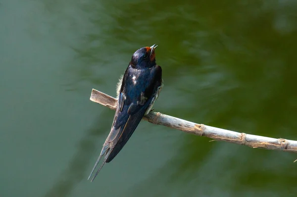 Eine Schleierschwalbe Hirundo Rustica Hockt Einem Ast — Stockfoto