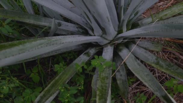 Uitzicht Aloë Vera Plantage Zonnige Zomerdag — Stockvideo