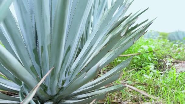 Vista Plantação Aloe Vera Dia Ensolarado Verão — Vídeo de Stock