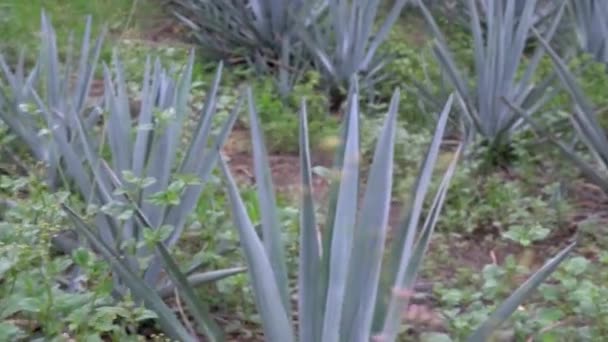 Vista Plantación Aloe Vera Soleado Día Verano — Vídeos de Stock