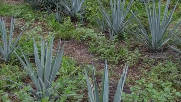 Vista Plantação Aloe Vera Dia Ensolarado Verão — Vídeo de Stock