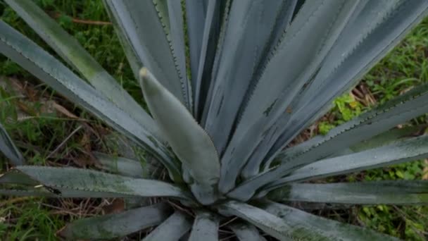 晴れた夏の日にアロエベラの植林地を見ると — ストック動画