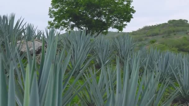 Blick Auf Die Aloe Vera Plantage Sonnigen Sommertagen — Stockvideo