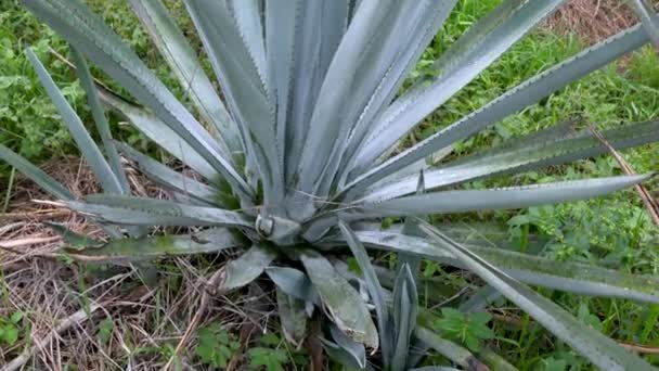 Uitzicht Aloë Vera Plantage Zonnige Zomerdag — Stockvideo