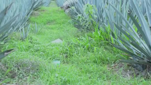 Güneşli Yaz Gününde Aloe Vera Tarlası Manzarası — Stok video