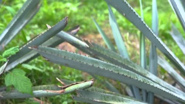 Kilátás Aloe Vera Ültetvény Napsütéses Nyári Napon — Stock videók