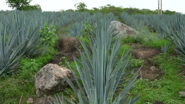 Vista Plantación Aloe Vera Soleado Día Verano — Vídeos de Stock