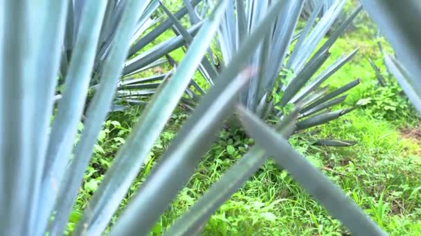 Uitzicht Aloë Vera Plantage Zonnige Zomerdag — Stockvideo