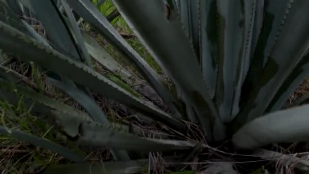 Vue Sur Plantation Aloe Vera Journée Ensoleillée Été — Video