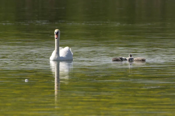 Una Messa Fuoco Selettiva Cigno Bianco Con Pulcini Che Galleggiano — Foto Stock