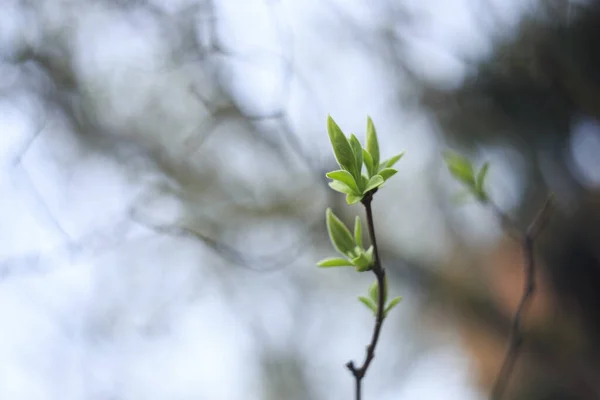 Bulanık Arkaplanı Olan Küçük Yapraklı Bitkinin Ince Dalının Seçici Odak — Stok fotoğraf