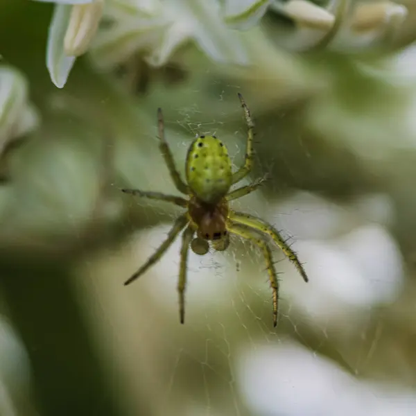蜘蛛网上一只绿色蜘蛛的特写镜头 — 图库照片