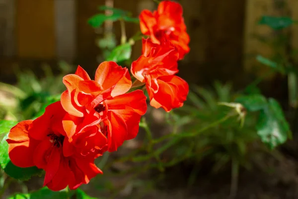 Une Mise Point Sélective Fleurs Pélargonium Rouge Extérieur Pendant Lumière — Photo