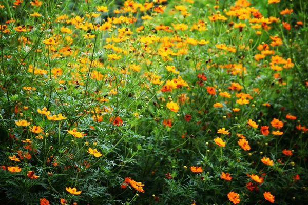 Een Close Shot Van Bloeiende Cosmos Zwavelhoudende Bloemen — Stockfoto