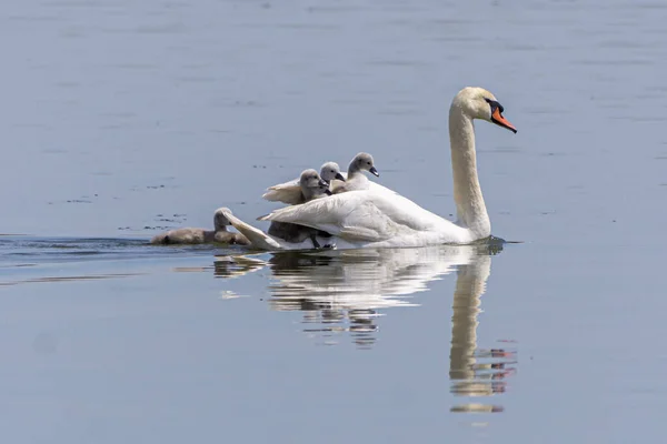 一只白天鹅与小鸡在湖中漂浮的选择性镜头 — 图库照片