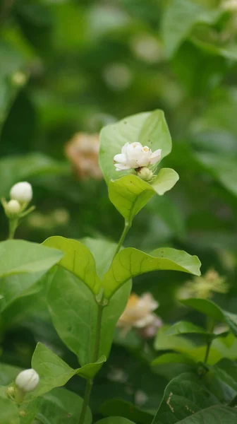 Tiro Vertical Uma Flor Jasmim Árabe Com Folhas Verdes Fundo — Fotografia de Stock