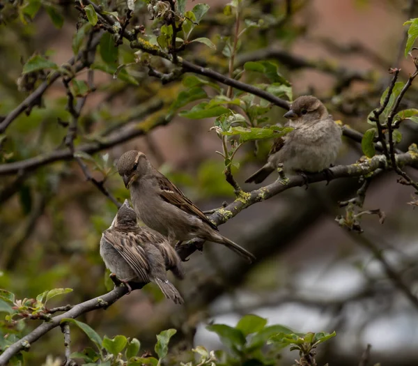 Sparrows Branch Blooming Tree — Stock Photo, Image